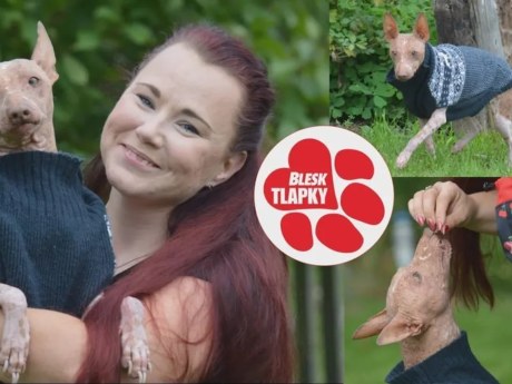Lemon z problémového chovu postupně ochrnuje, útulek shání podporu