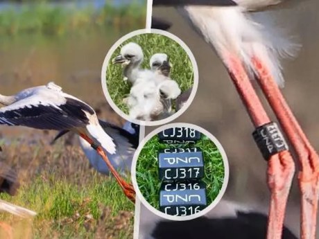 Čáp Karel letí přes Turecko: poznali ho podle kroužku