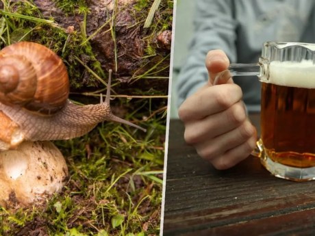 Houbařské pověry mohou vést k otravě: alkohol, plíseň i slimáci