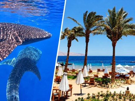 Žraloci obrovští se objevují u Hurghady i Marsa Alam. Jak se chovat