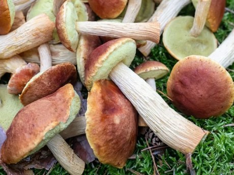Americký hřib dorazil na Liberecko: Je jedlý, ale může škodit