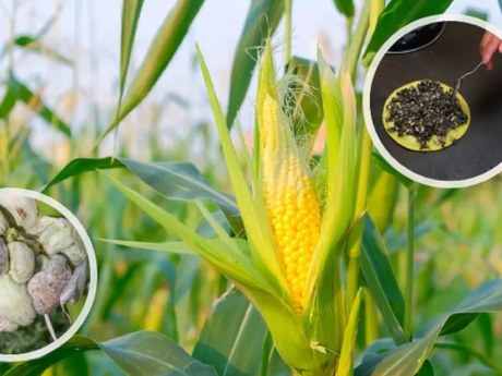 Z kukuřičné choroby je v Mexiku delikatesa za téměř tisíc korun